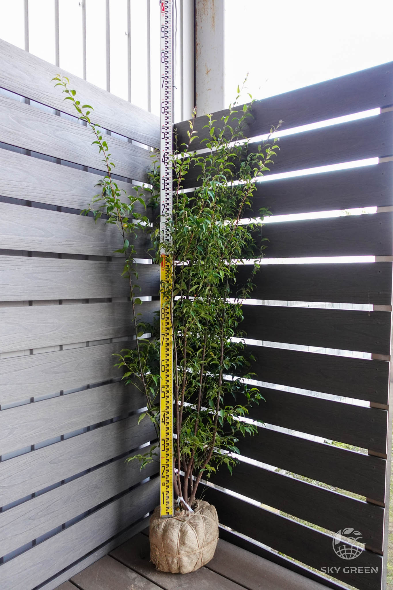 ハイノキ株 立性 樹高1.50m | 常緑ヤマボウシなどの庭木なら植木の通販