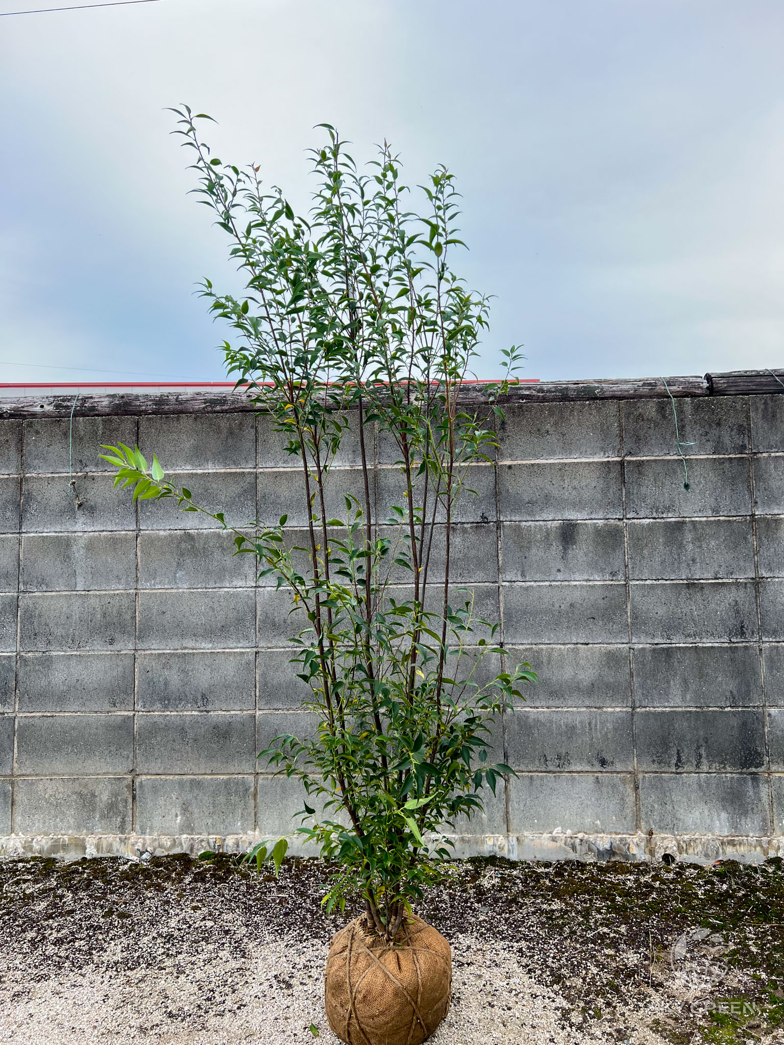 ハイノキ株 立性 樹高1.50m | 常緑ヤマボウシなどの庭木なら植木の通販