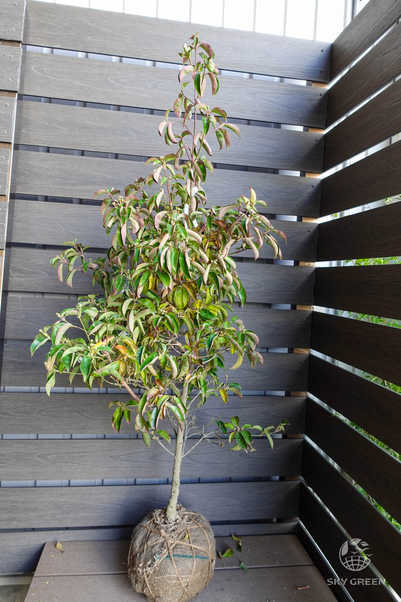 常緑ヤマボウシレッドムーン 樹高1.20m | 常緑ヤマボウシなどの庭木 